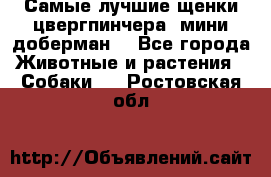 Самые лучшие щенки цвергпинчера (мини доберман) - Все города Животные и растения » Собаки   . Ростовская обл.